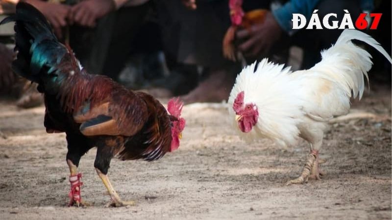 Cách chọn gà chọi hay qua kỹ thuật chiến đấu