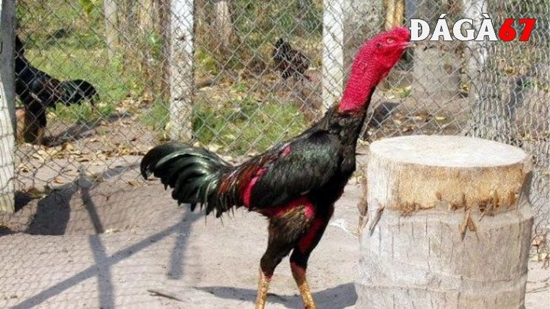 Cách tắm cho gà chọi có ý nghĩa gì?