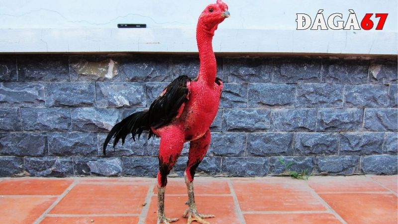 Kinh nghiệm khắc phục gà chọi bị yếu chân