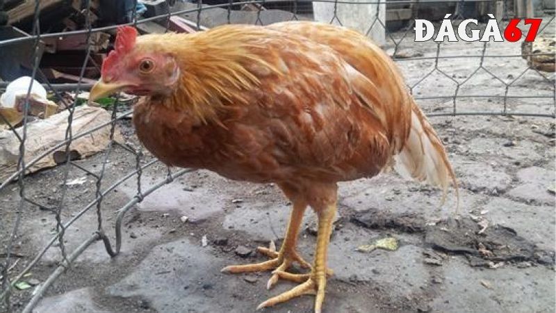 Làm sao để nhận biết bệnh ORT ở gà?