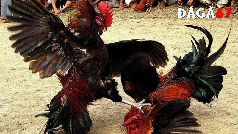 Trận đấu đá gà diễn ra theo thời gian cụ thể