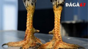 xem vảy gà Cao Lãnh