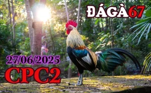 full clip Đá Gà Trực Tiếp C2 ngày 27/06/2025